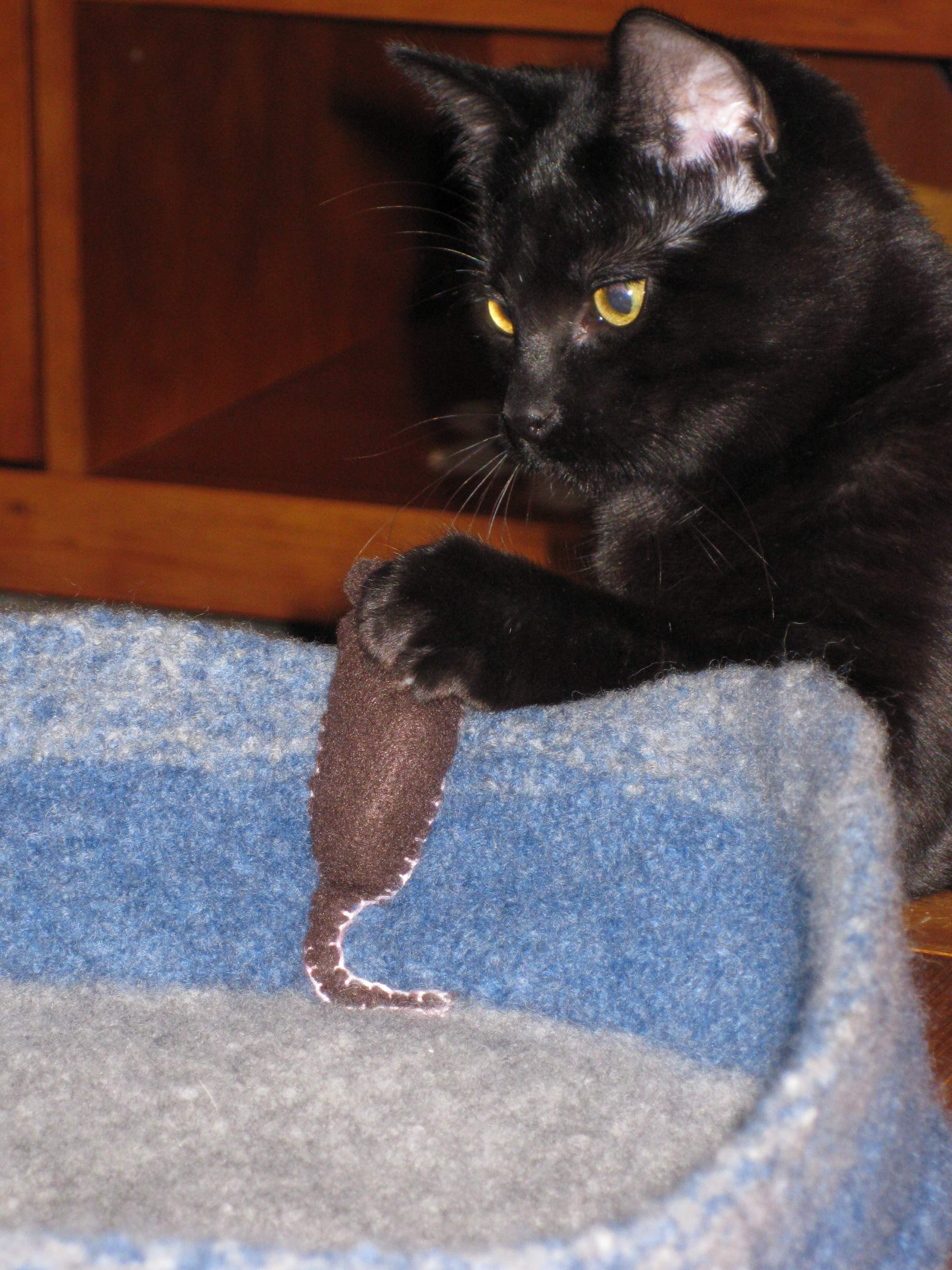 “Lucy ‘catches’ a mouse.” Jacqui says: “the mouse and the bed are felted. The cat, however, is not.” - Jacqui Whitemore