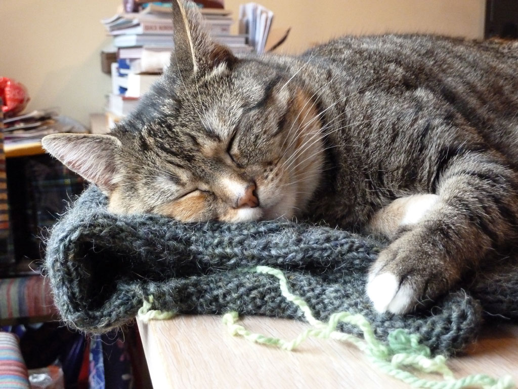 ‘This is how my cat Ukkie prevents me from working with wool; she looks so happy sleeping on my WIP, I can’t take it away from her, so have to work on something else instead" – Anja Vos.