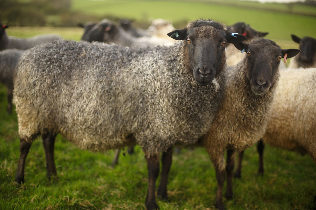 Sue Blacker's Gotland sheep