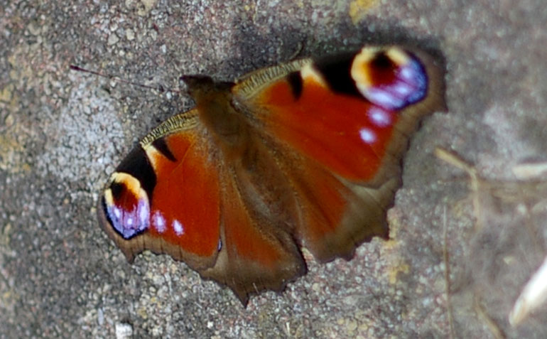 15-butterfly