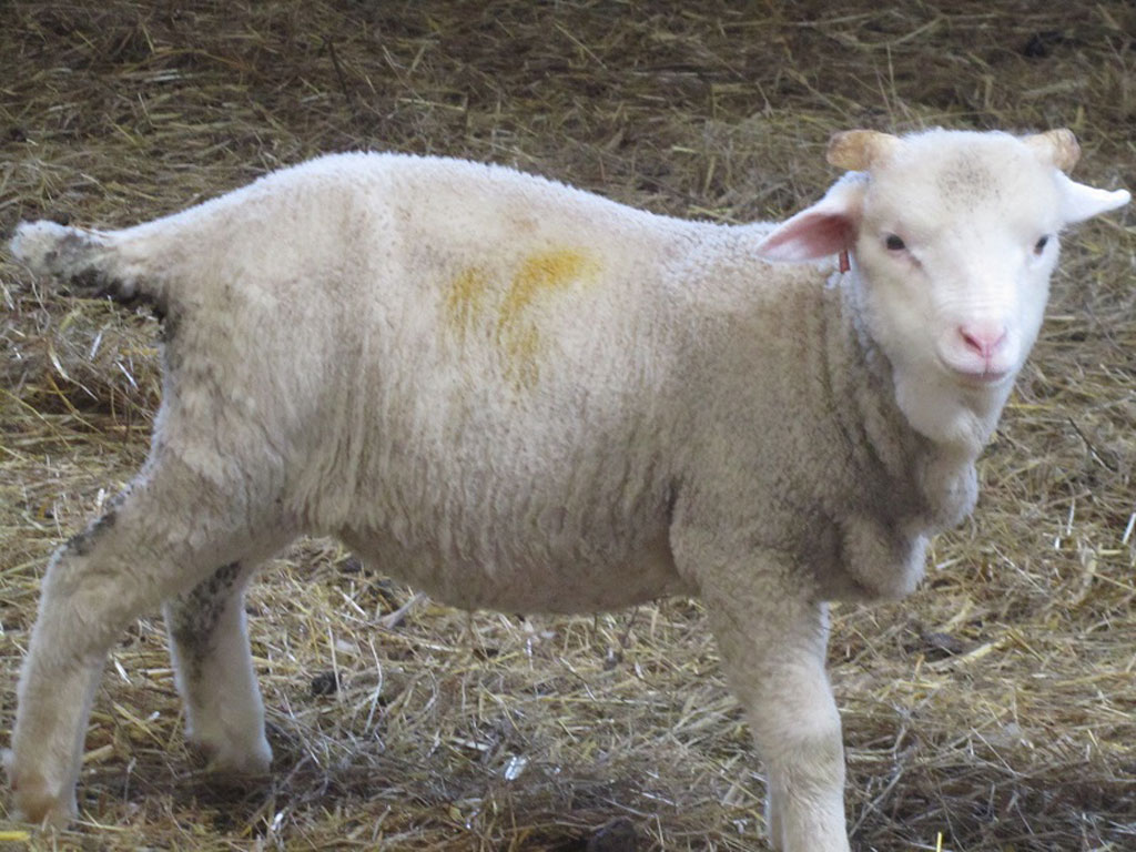 2013-ram-lamb