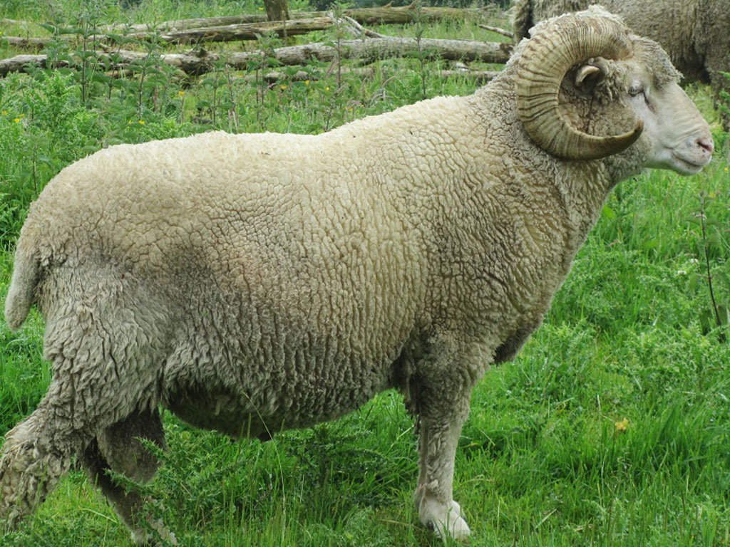 5-yr-old-ram-3-mths-fleece_
