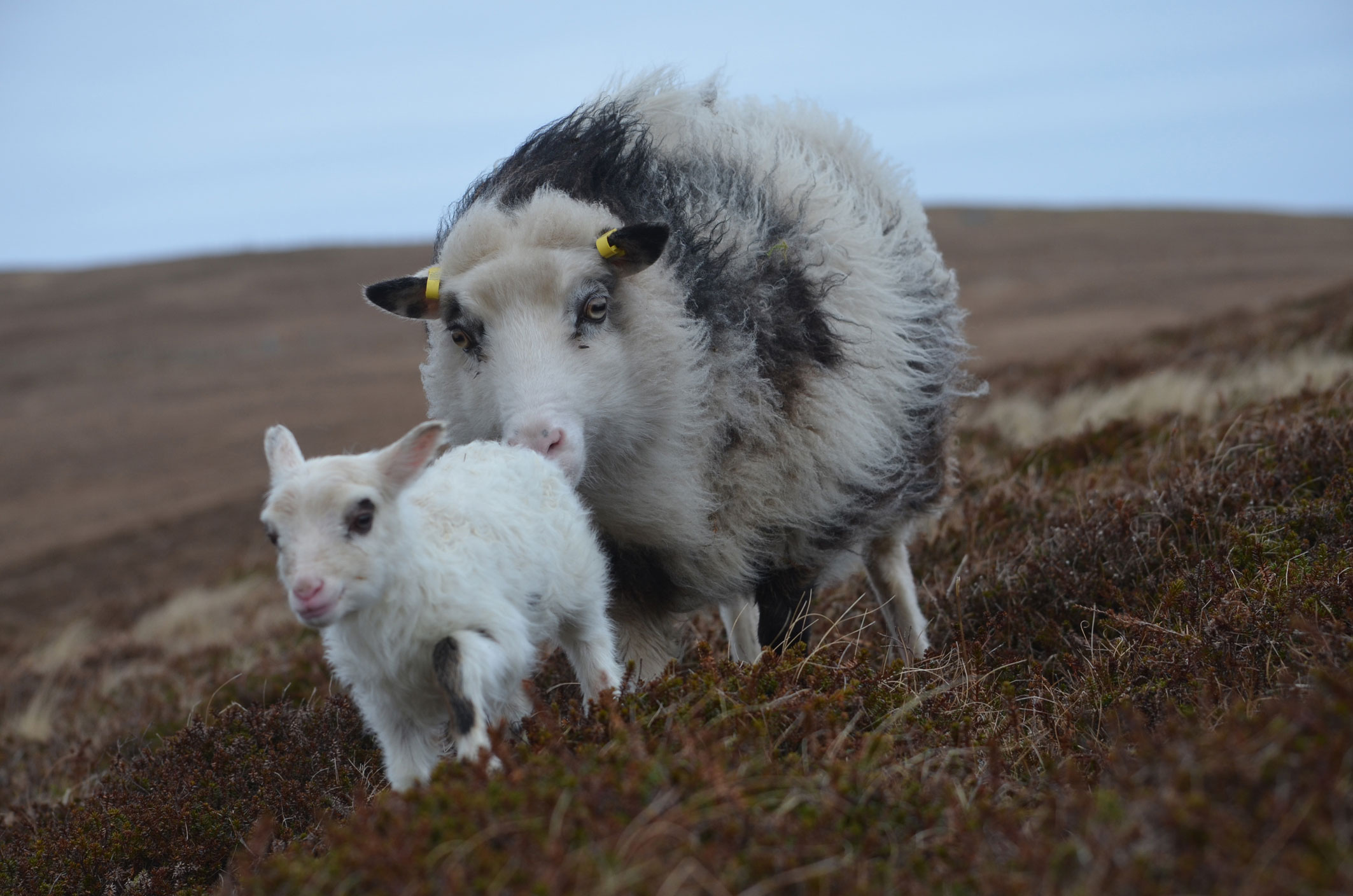 Foula sheep, photo © Magnus Holburn
