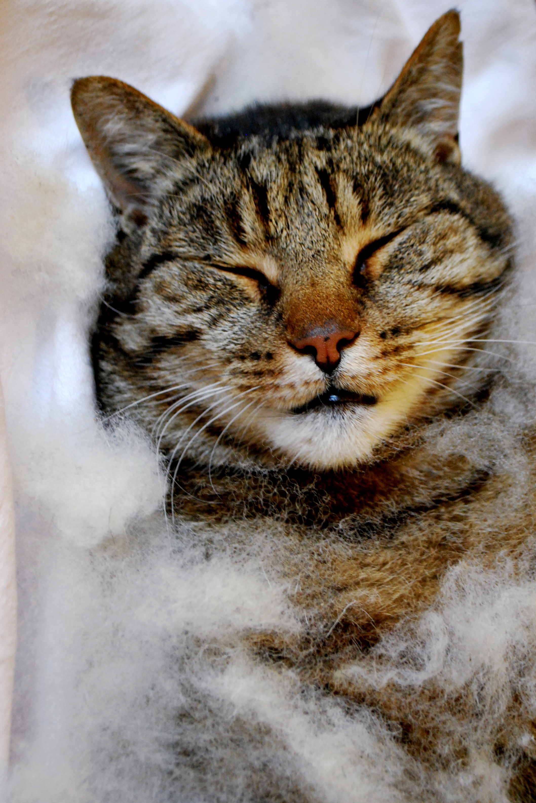 "‘Cat heaven. If you ever want to make a cat happy, just leave some fleece or knitting sitting out." – Jeni Reid