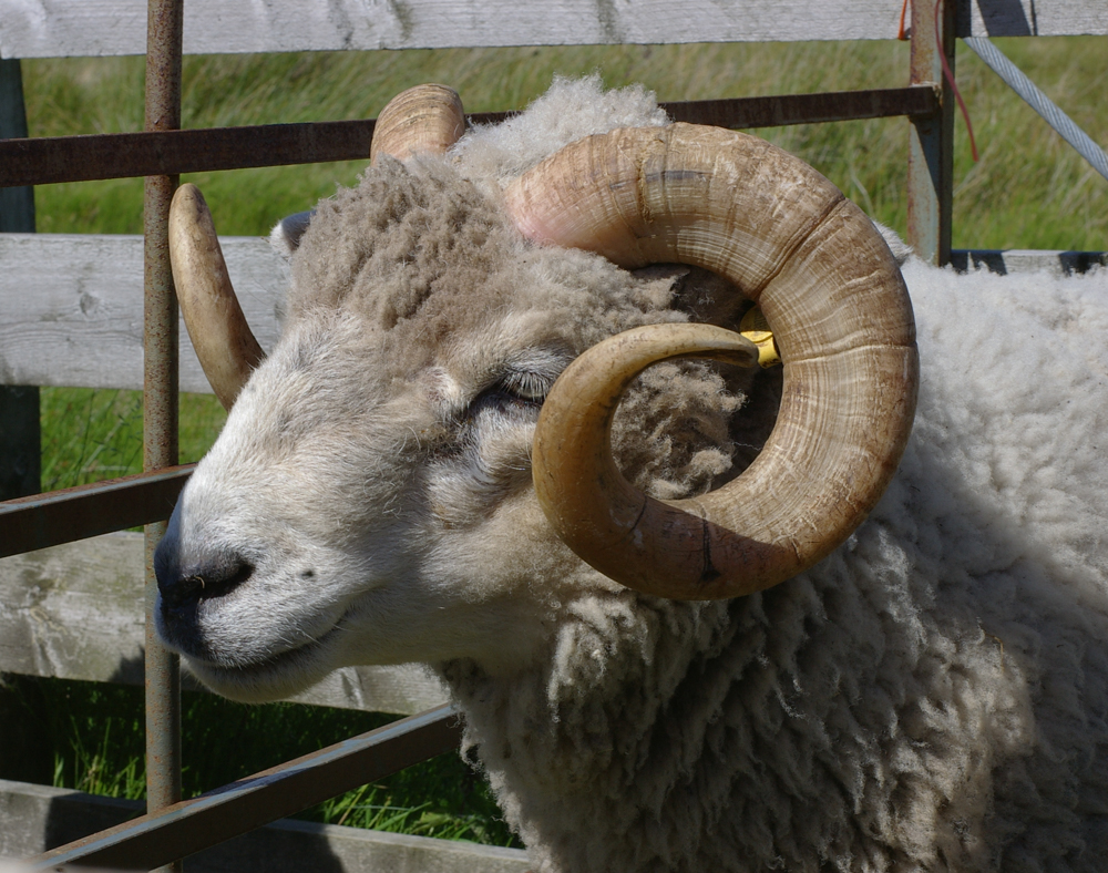 beautiful shetland ram, progenitor of wool 