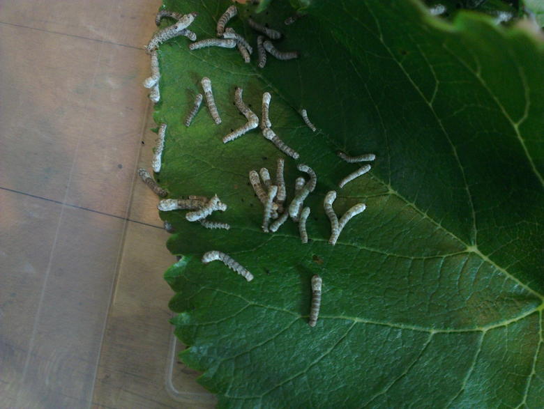 a few days old, see how many fit on a mulberry leaf