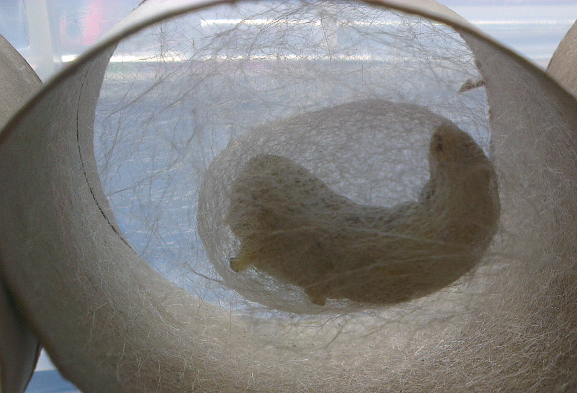 silkworm making a cocoon.