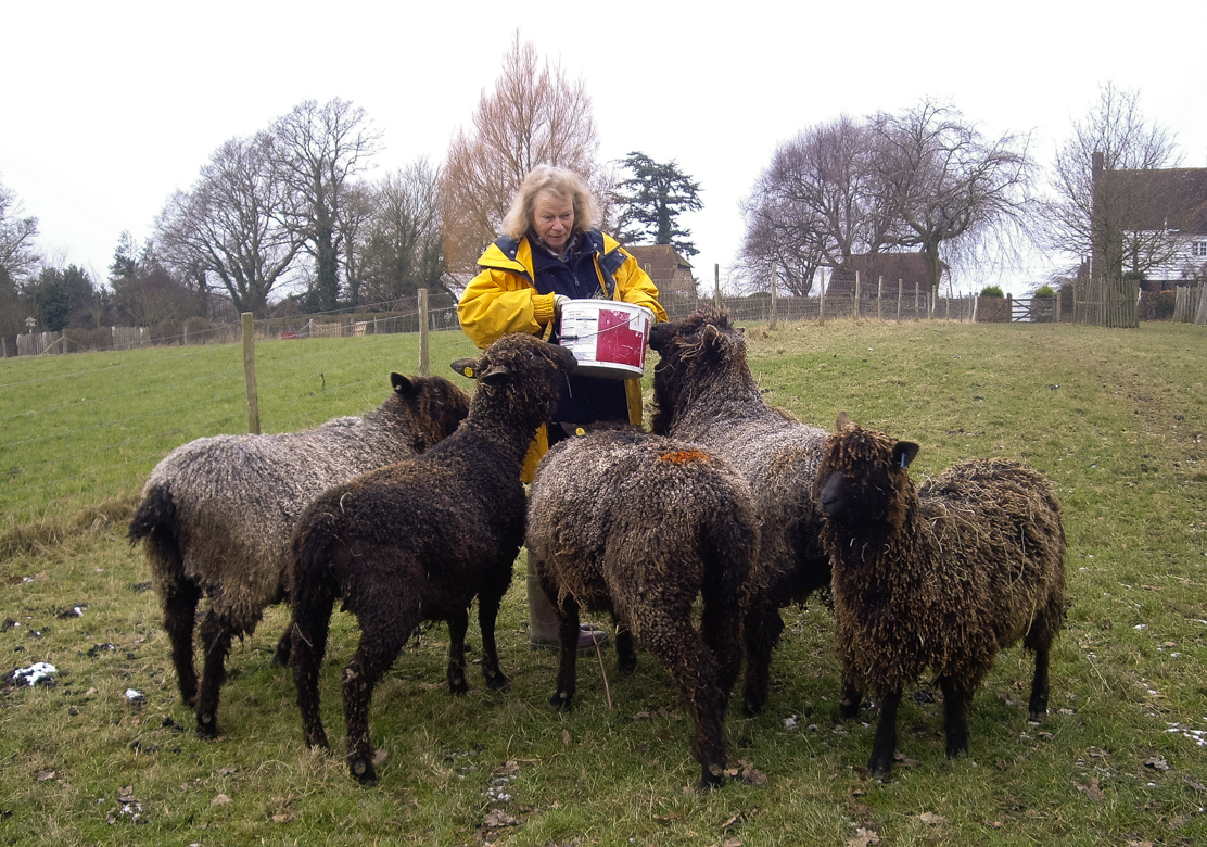 Julia Desch and her beautiful coloured Wensleydale sheep