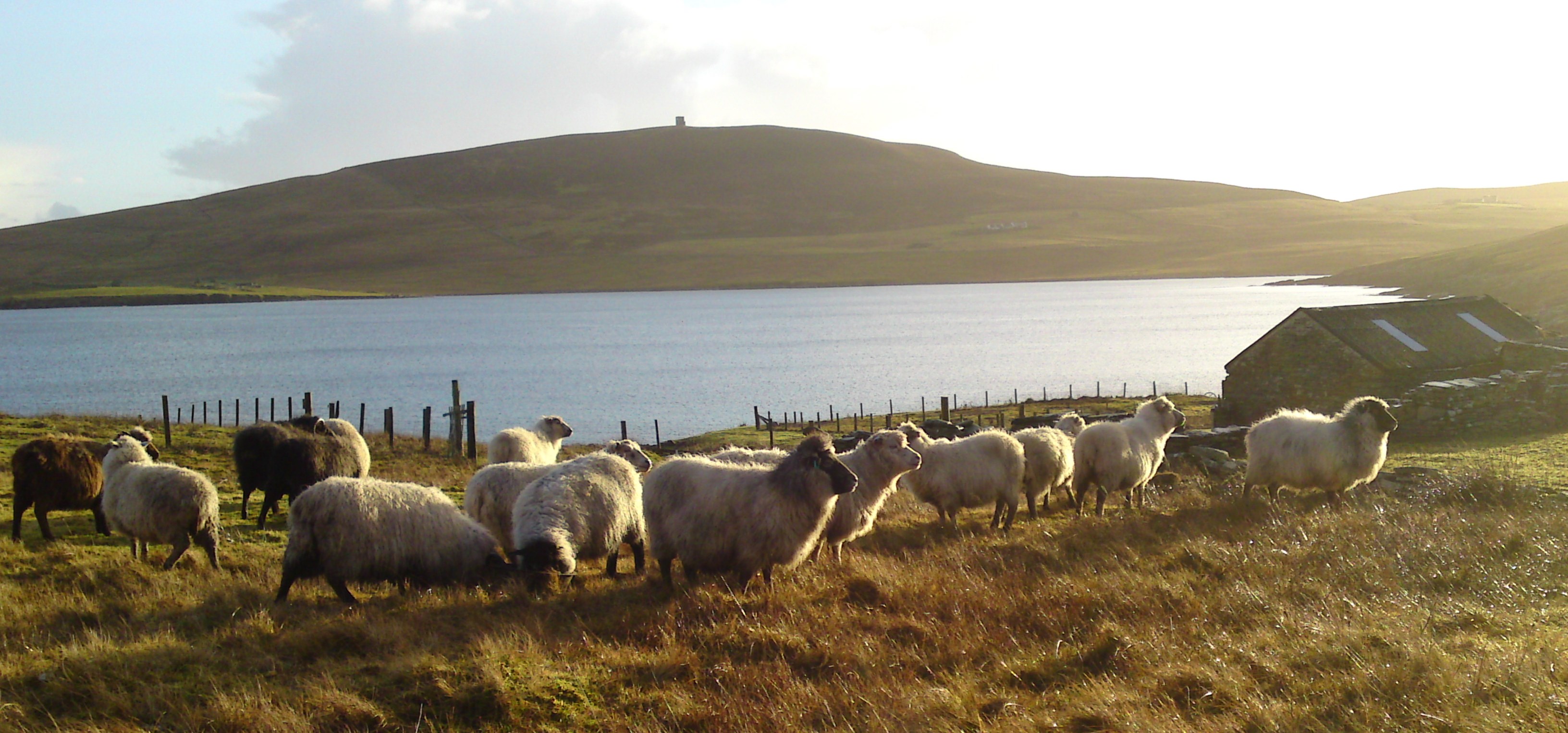 Chris's flock with Ander Hill in the background