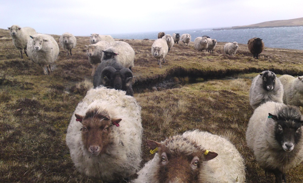 The flock appears for winter feeding