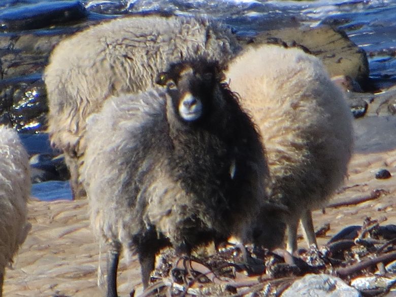 Beautiful Fleece of the North Ronaldsay sheep