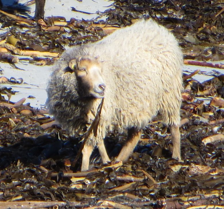 North Ronaldsay sheep enjoying seaweed