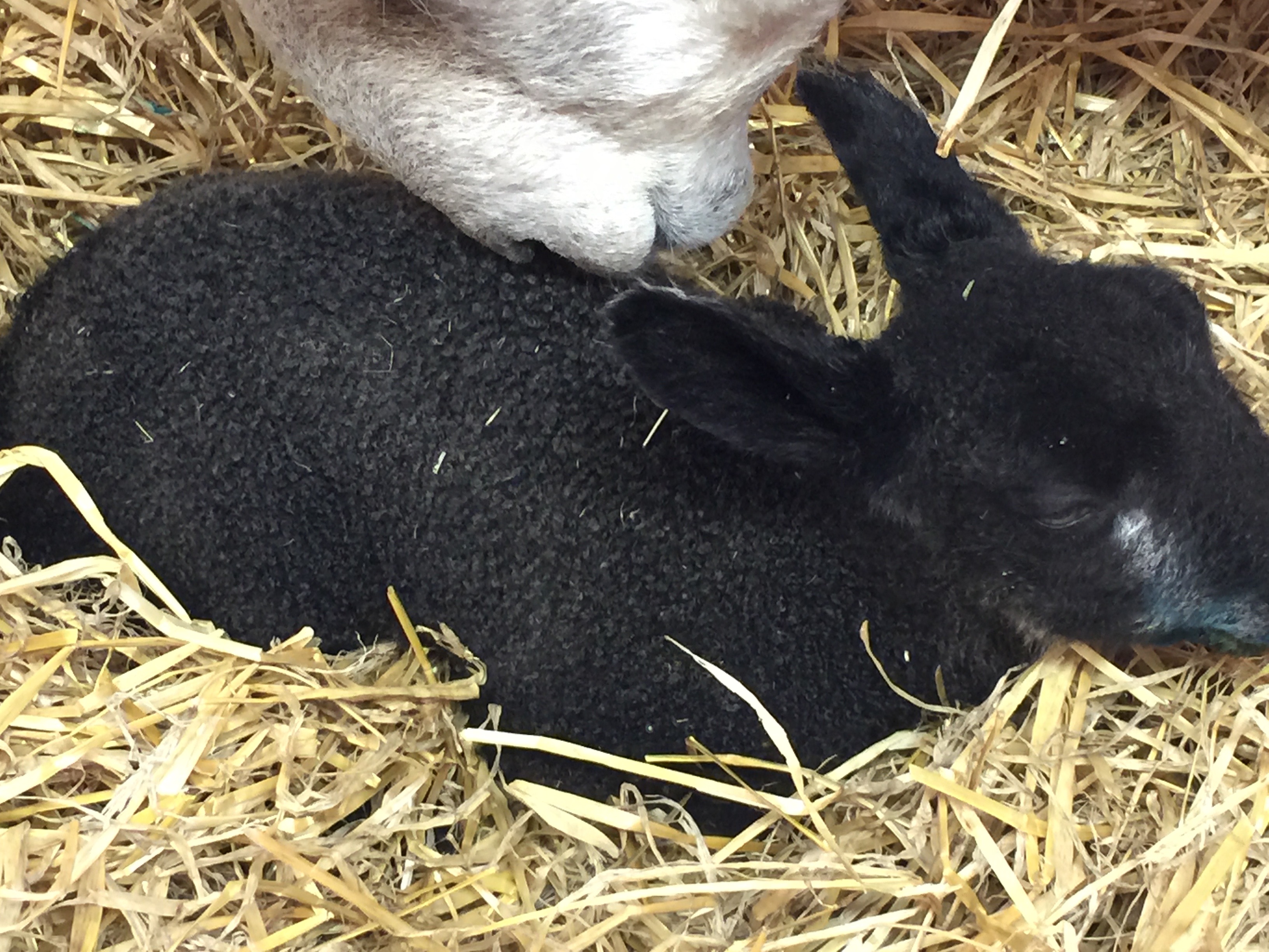 The first lamb of 2015 – black Bluefaced Leicester