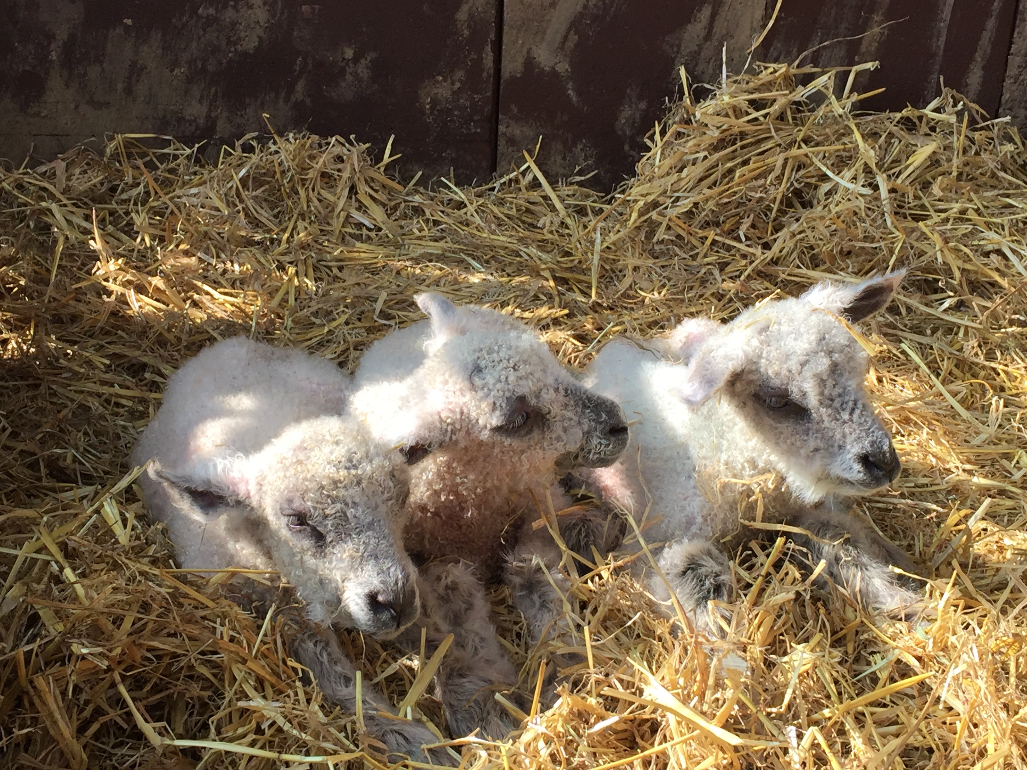 The bouncing triplets - less than one hour old!