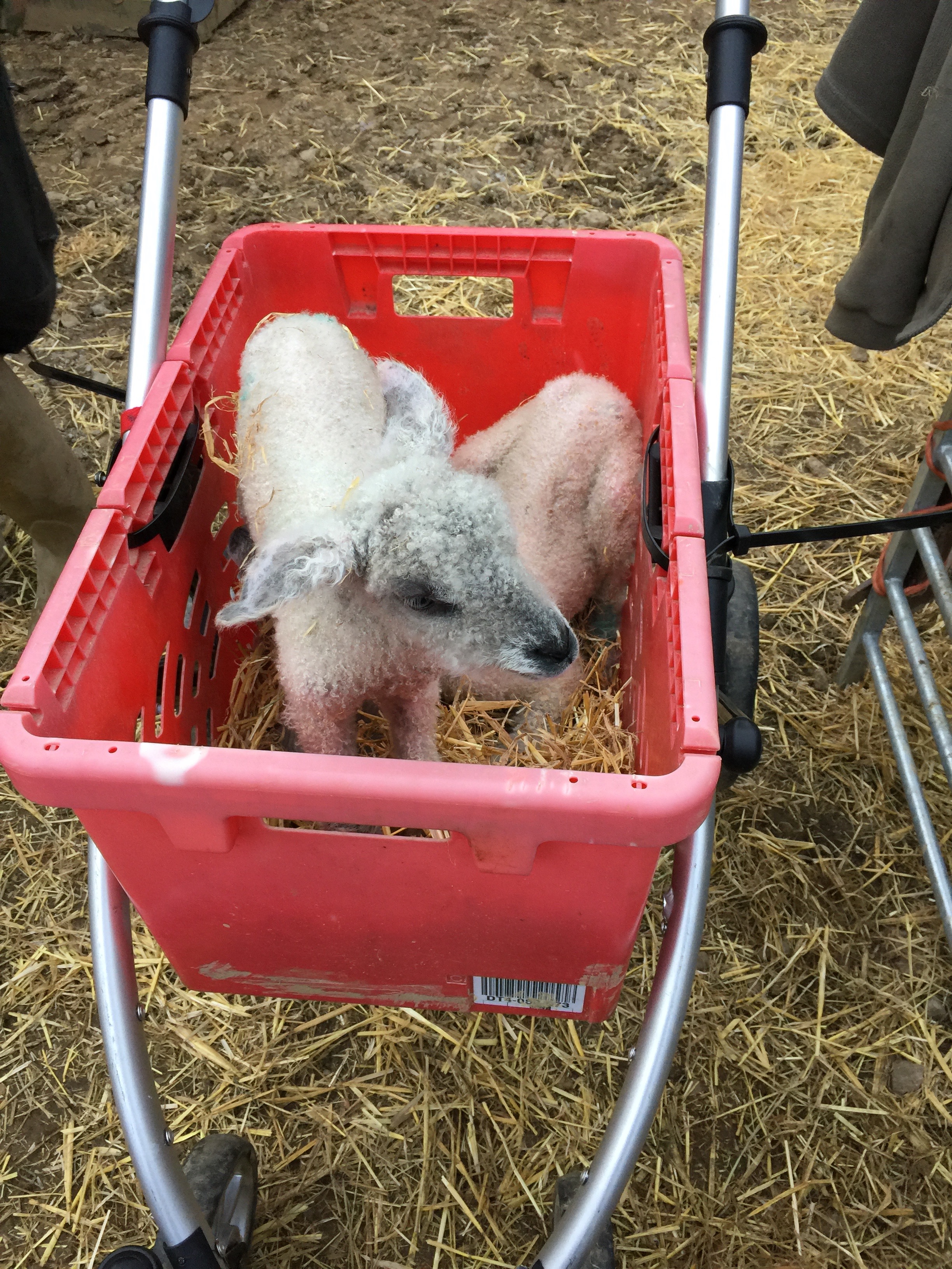 Our home-made lamb pram