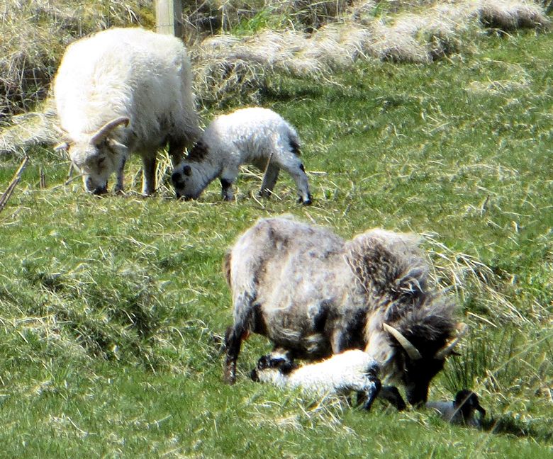 11-Lambs born