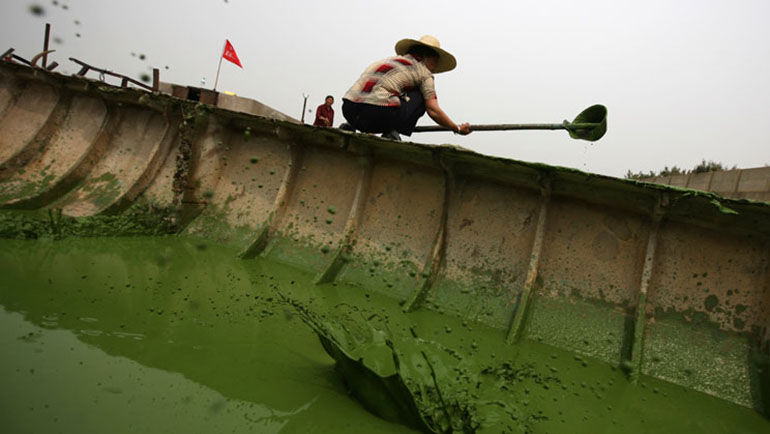 06/10/07, Wuxi, Jiangsu Province, China. In May of 2007, a bloom of toxic cyanobacteria (also known as pond scum) erupted on Lake Tai (or Taihu in Chinese), as a result of emissions and dumping from the hundreds of chemical factories on the shore of the lake. Local fisher women use helmets attached to wooden sticks to remove algae on Tai lake in Wuxi, Jiangsu Province, China. Photo Credit: Chang W. Lee/The New York Times Assignment# 30044687D Water Pollution on Taihu Lake, Wuxi, Jiangsu Province, China