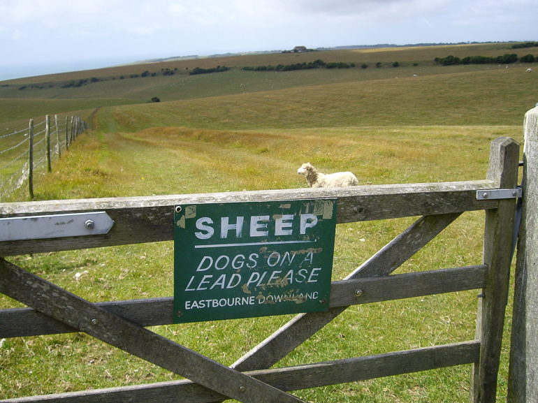 SHEEP - keep dogs on a lead on the Downs!