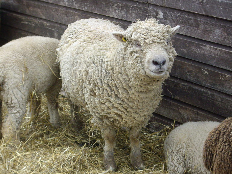 Southdown sheep photographed at the Seven Sisters Sheep Centre, Sussex, 2009