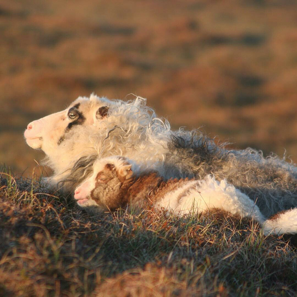 "You really love me best, don't you, Mum?" Foula lamb and ewe photographed by Opallady #wovember2015