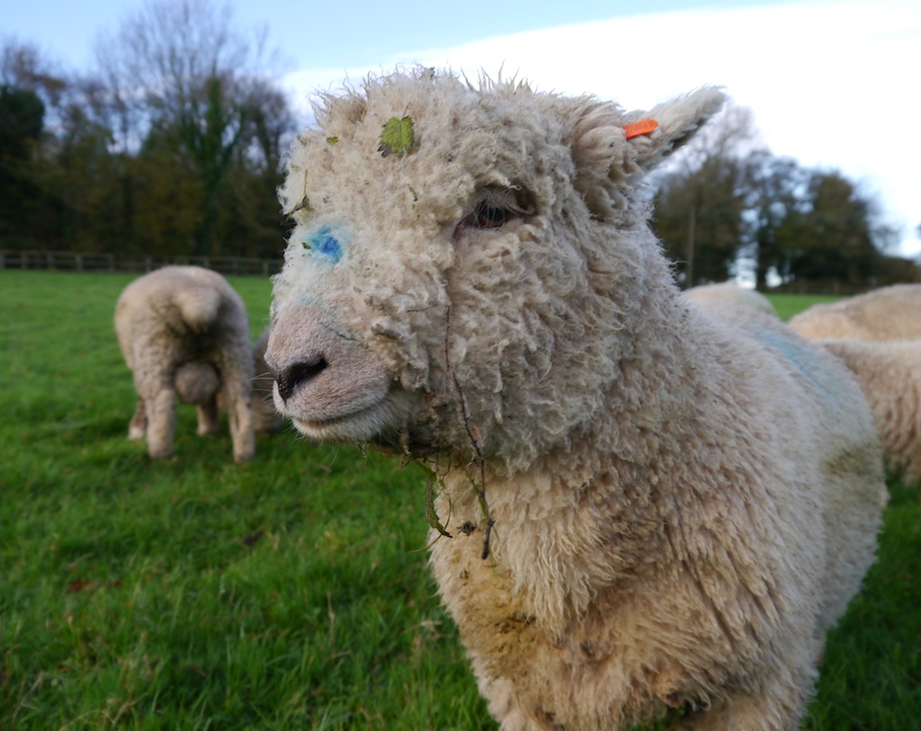 Southdown ram lamb from the Nepcote Flock