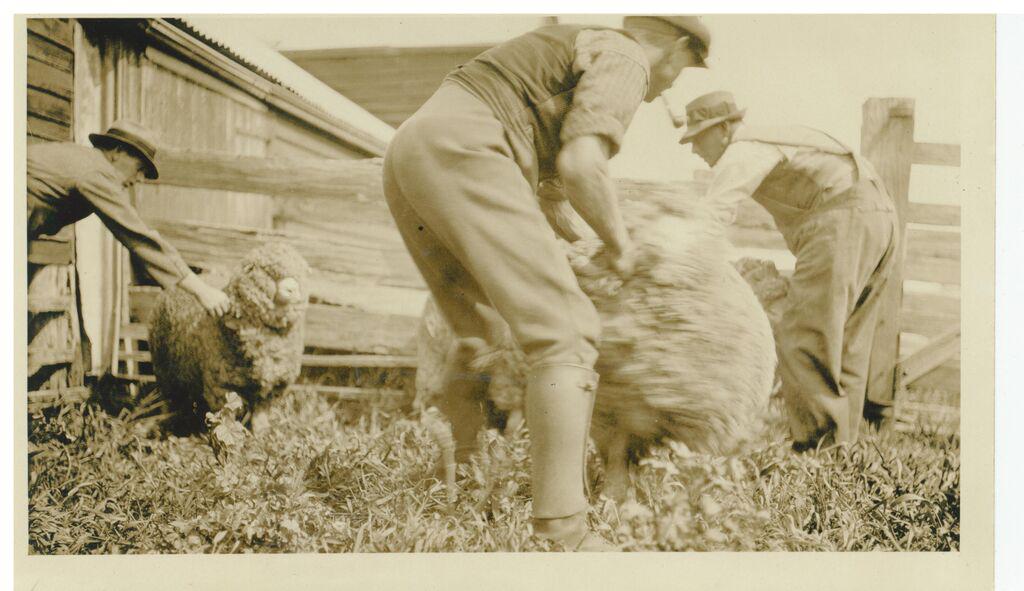 Shearing polwarth