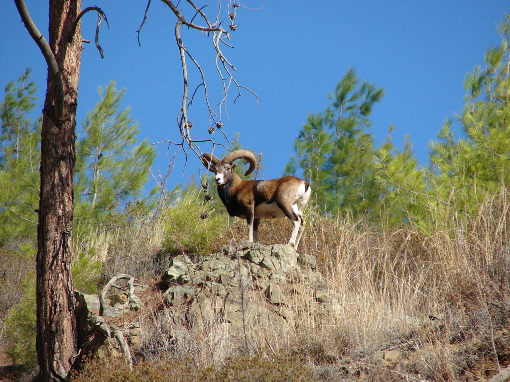 Cyprus wild mouflon – photo found in Wiki Commons and attributable to Smichael21