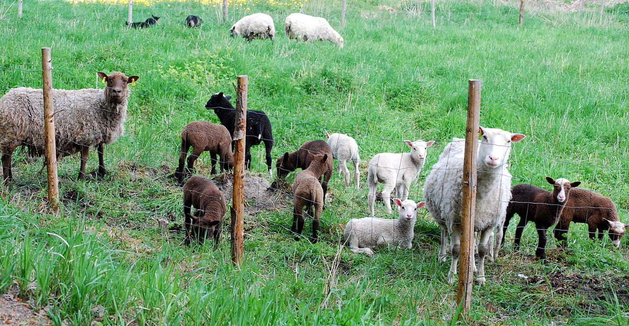 'Finnsheep ewes and lambs in Finland' - photo found in Wiki Commons and attributate to David Smith from Elimäki, Finland