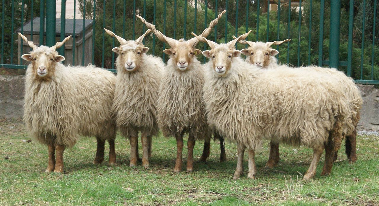 Photo of white Hungarian Racka Sheep, photographed at Tiergarten Bernburg, Germany - photo found on Wiki Commons and attributable to Tragopan 