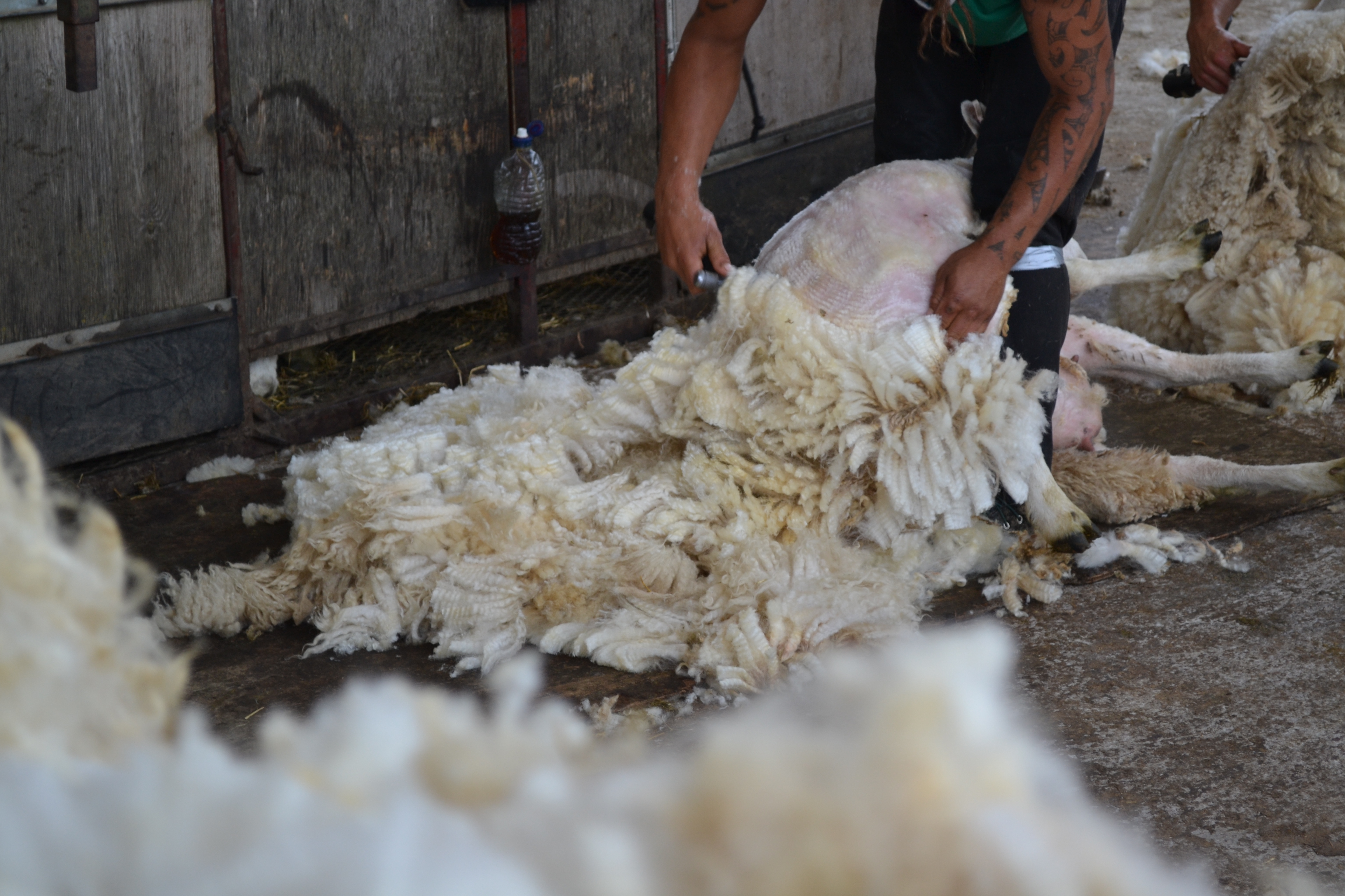 At the shearing