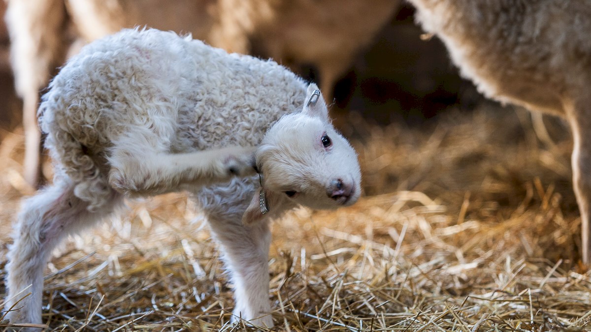 This is a Dala fur sheep lamb - one of several rare native species kept at Nordan's Ark in Sweden, who run a sponsorship and adoption programme for all their endangered animals, and from whom we borrowed this amazing photo. Check out their website here