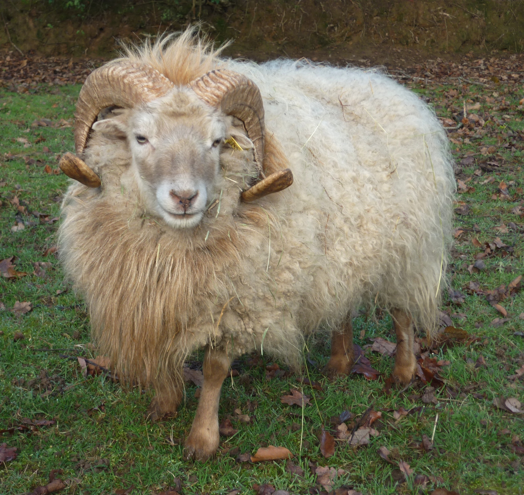 White Ouessant ram. Photo © D. Falck and used with kind permission
