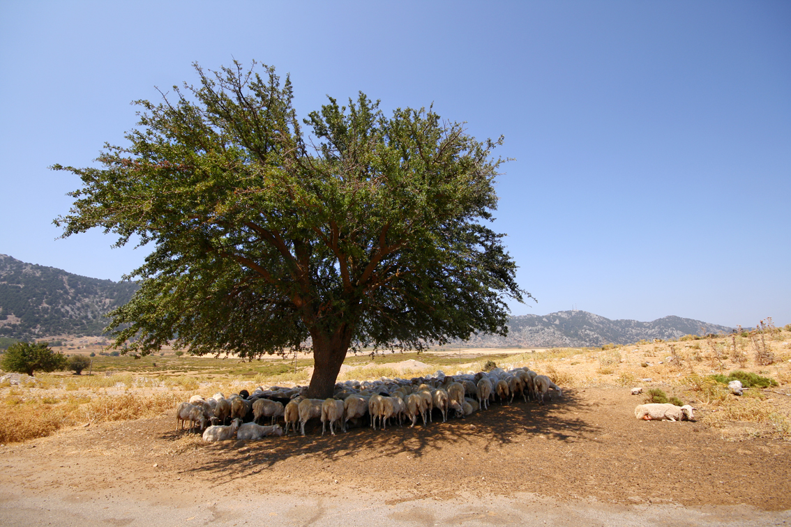 'Sheep resting under a tree in Greece, Crete' - image found on Wiki Commons and attributable to Miguel Virkkunen Carvalho