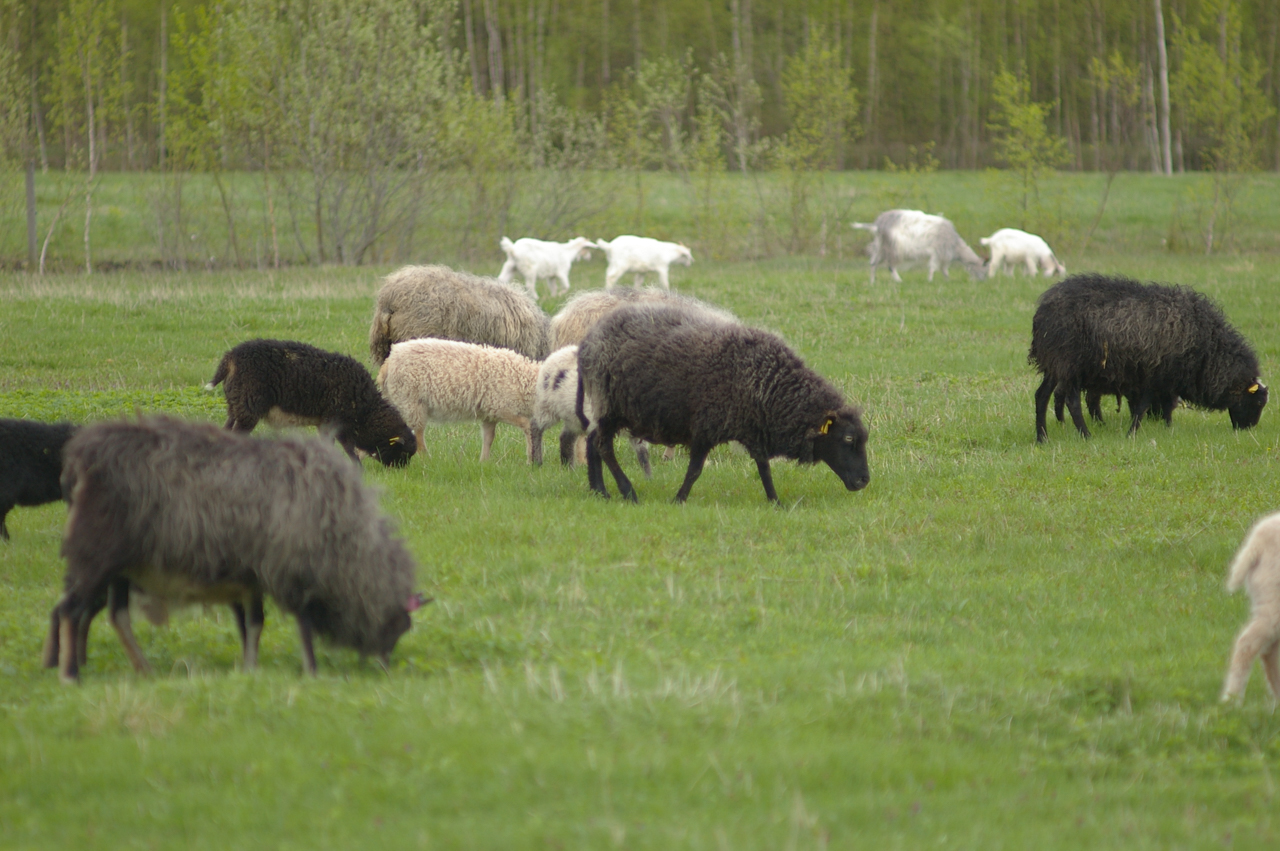 The mixed flock of Joel and Julika's beautiful flock of sheep at Jaani Talu, Estonia