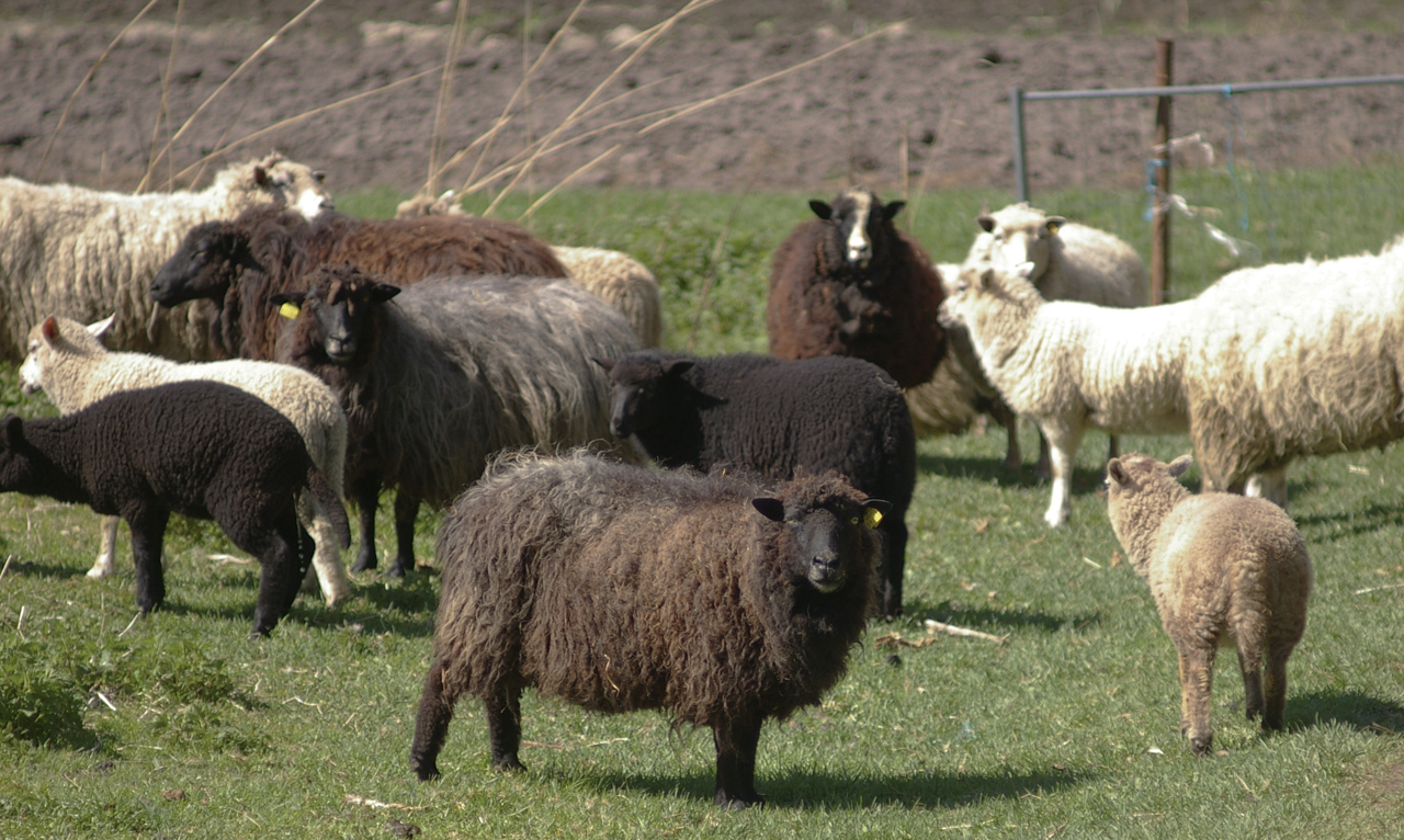 Estonian Native sheep - Ruhnu strain