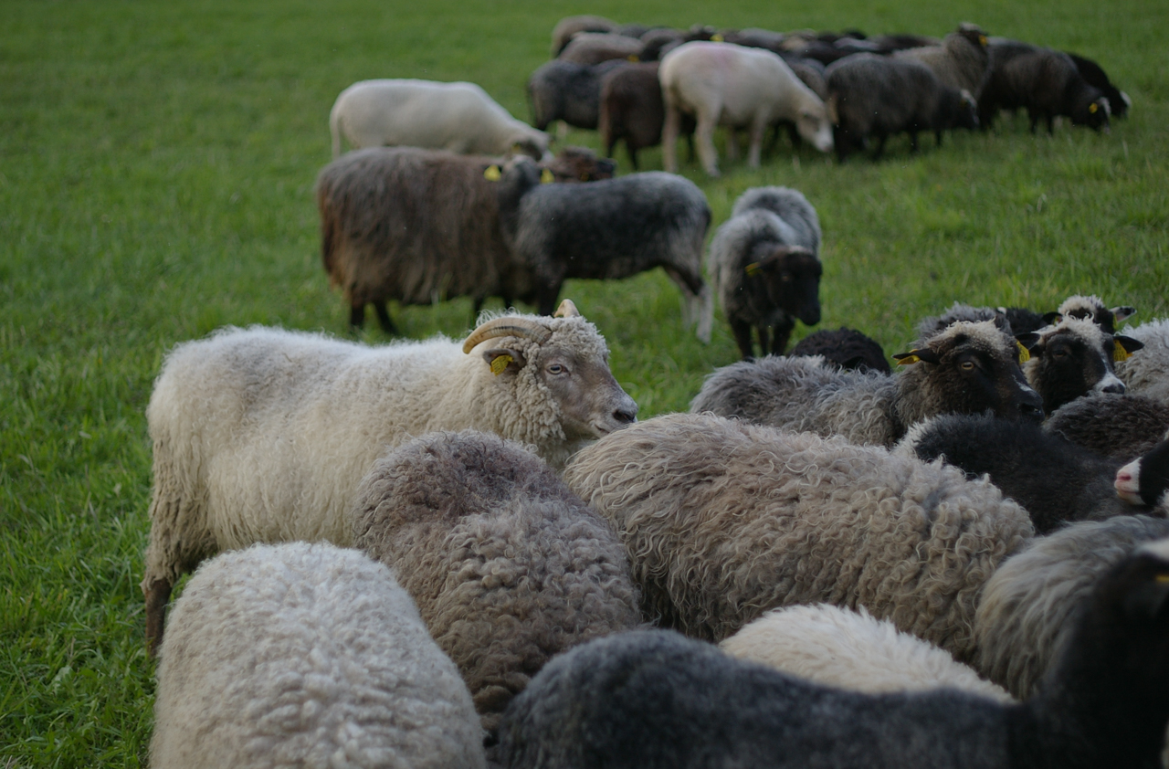 Anneli Ärmpalu-Idvand's flock of Kihnu native sheep