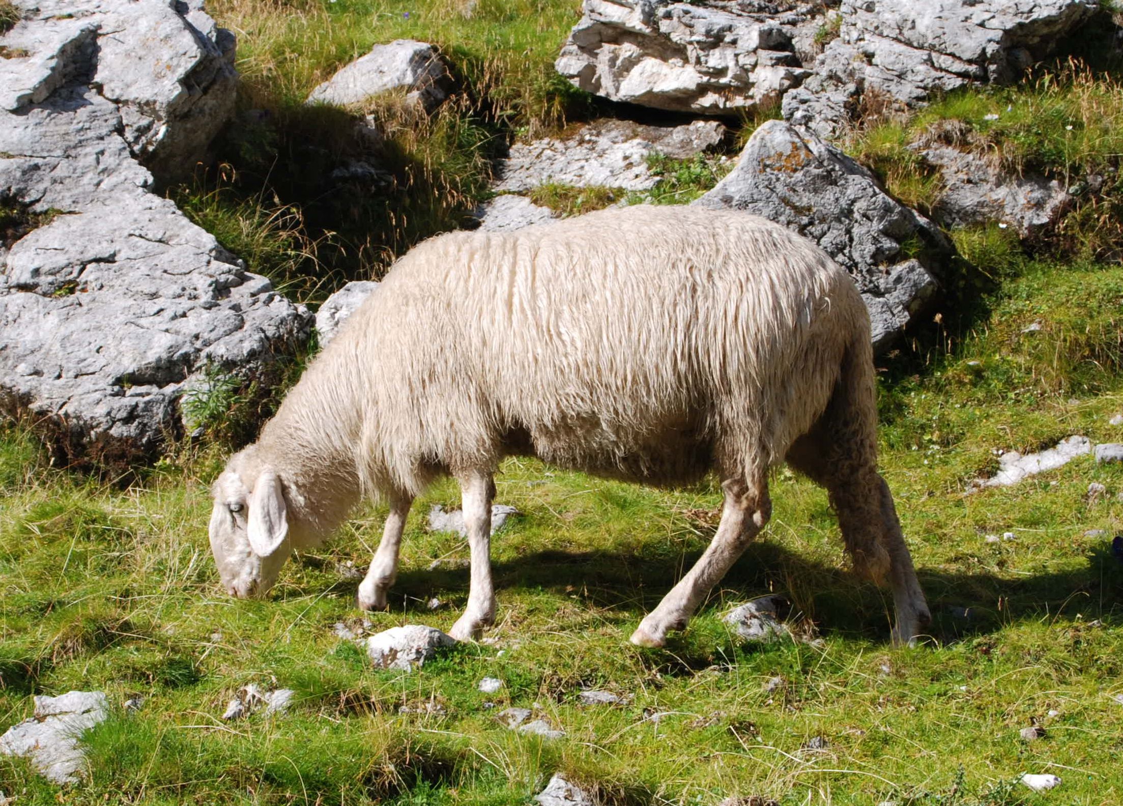 'The Jezersko-Solčava breed of sheep in its original environment. Molič Pasture, the Dleskovec Plateau, the Kamnik–Savinja Alps (northern Slovenia)' - photo found on Wiki Commons and attributable to Eleassar