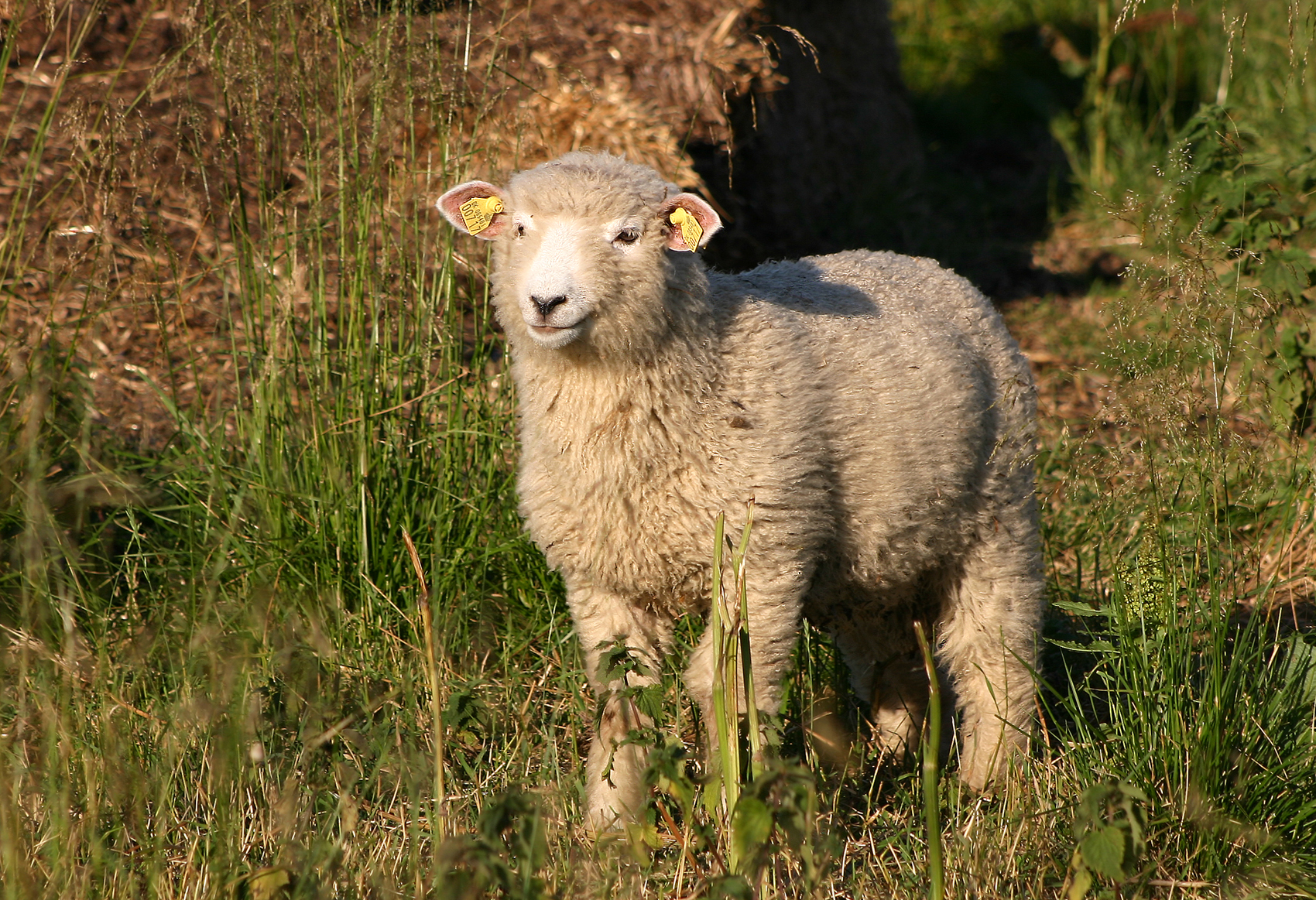 Klitfåret, also called the Danish Landrace Sheep, is an example of an old Danish sheep breed that is threatened with extinction. This sheep is part of the restoration project at Vorup Enge, Randers, Denmark; it was taken by Malene Thyssen and released under a GNU Free Documentation License, Version 1.2 through Wiki Commons