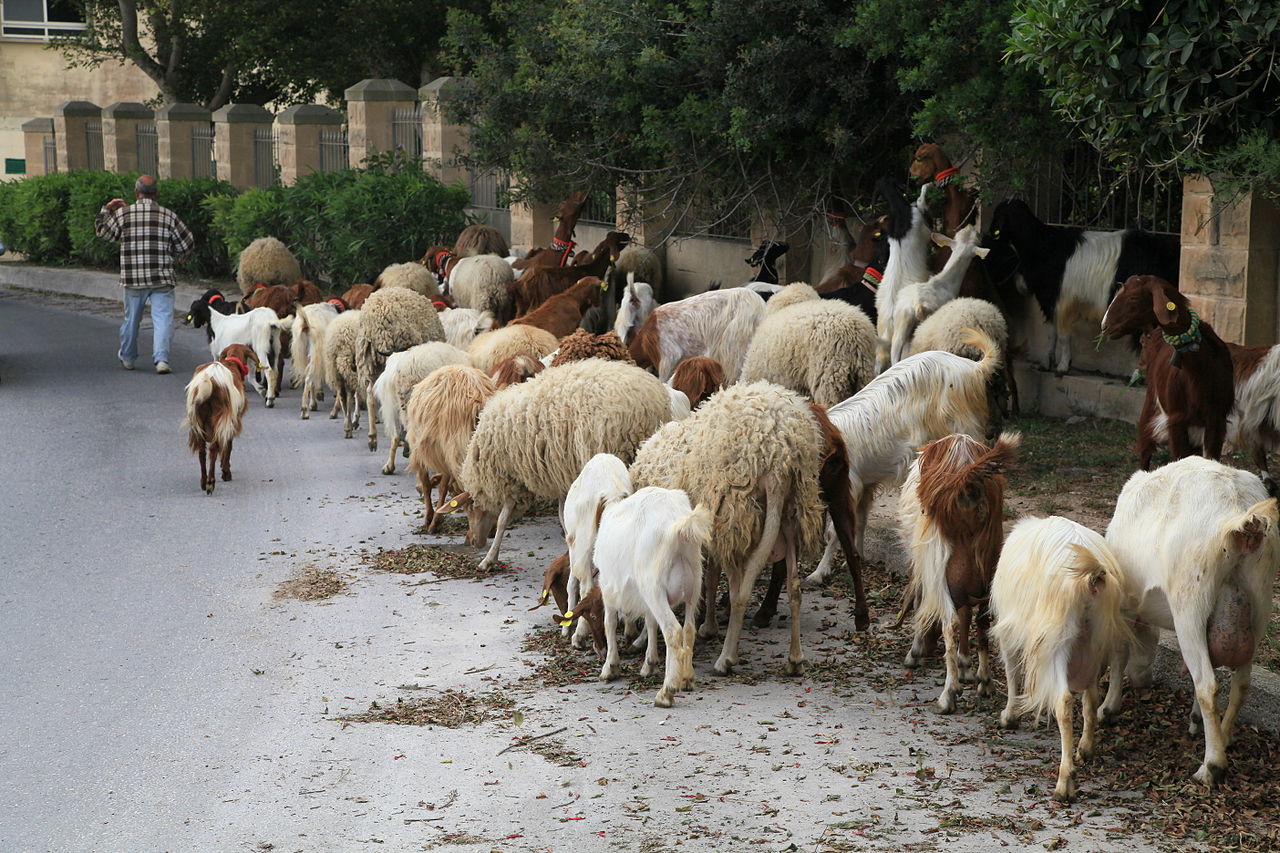 Sheep and goats together in Triq Lapsi, Siġġiewi, Malta - photo found on Wiki Commons and attributable to Frank Vincentz