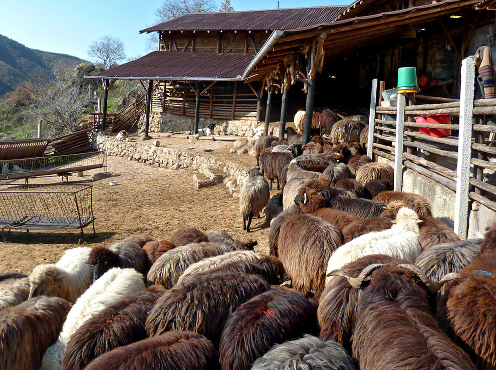Karakachan sheep © Nicholas Lescureux and used with kind permission. Found here on Flickr