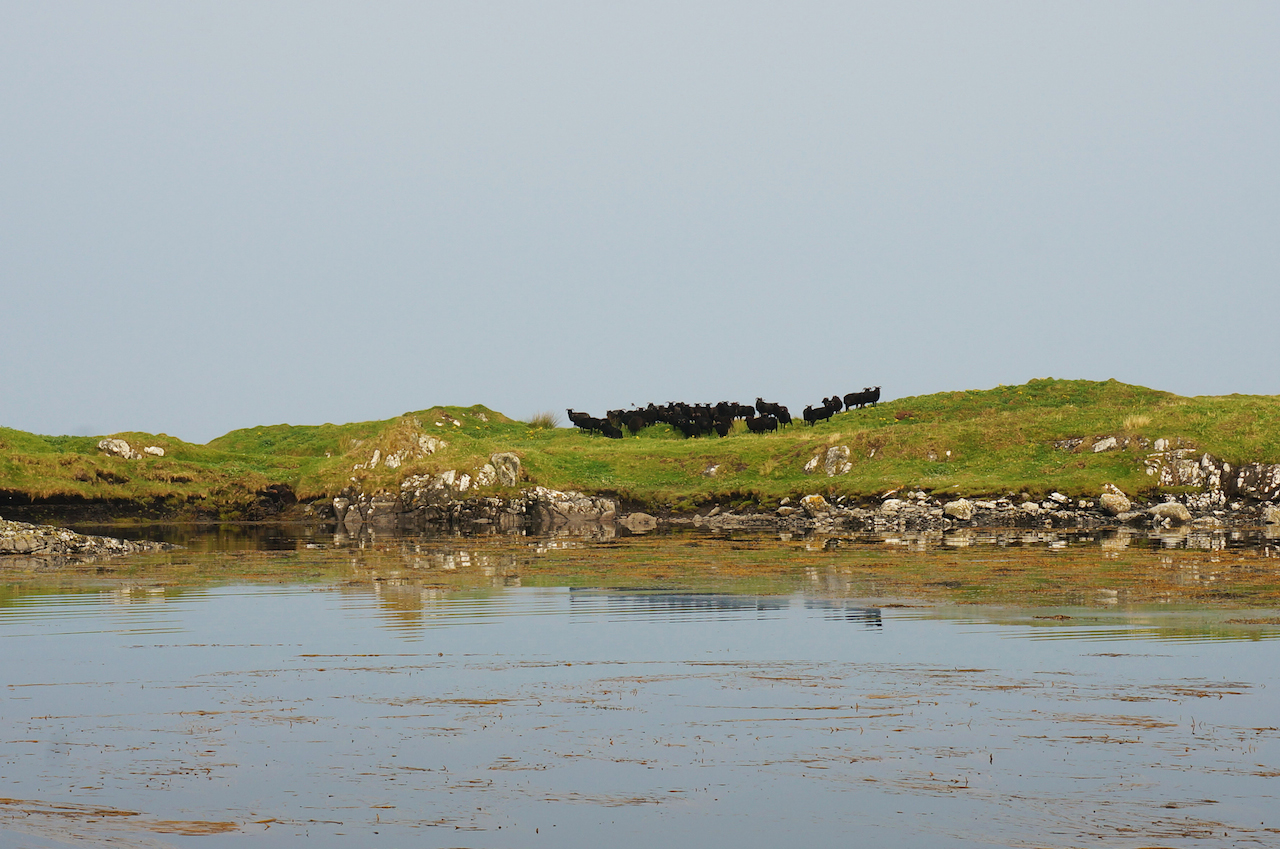 Our Hebridean Sheep on Sound of Harris Islands