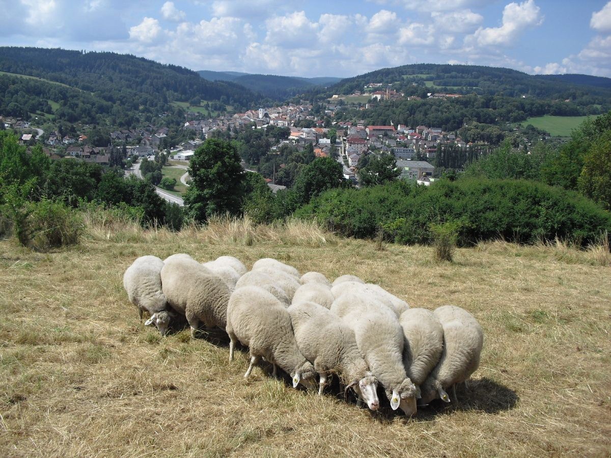 Šumava sheep, photographed by James Hromas of the Czech Union for Nature Conservation Forest