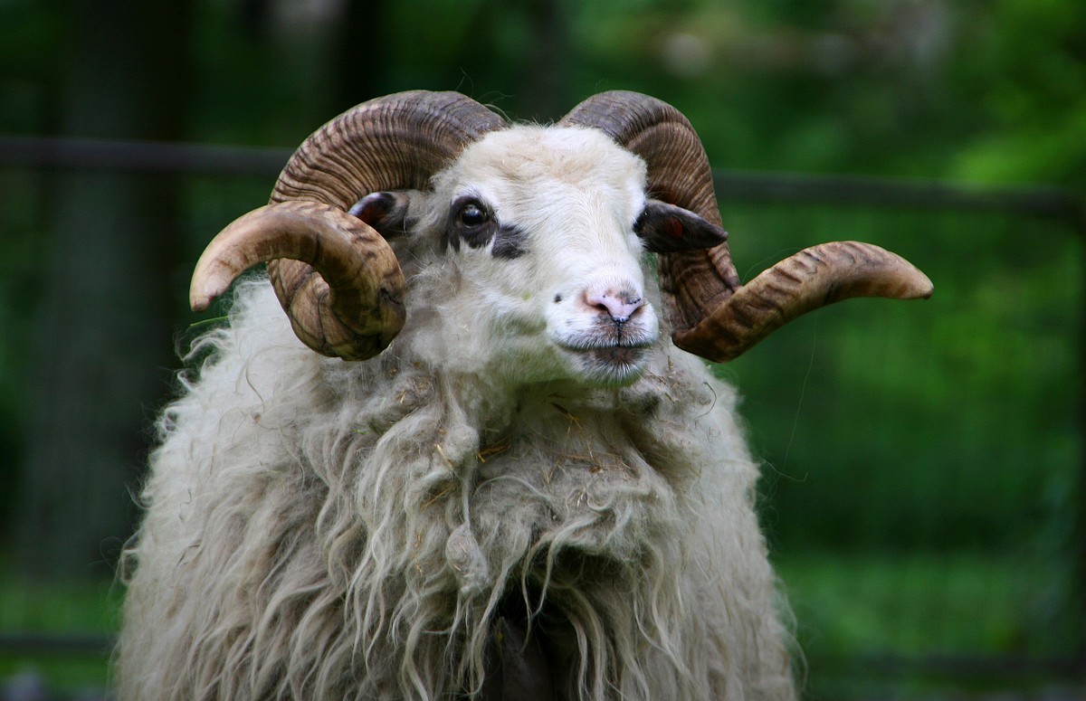 Domestic Valachian sheep – photo found in Wiki Commons and attributable to Kankovaa