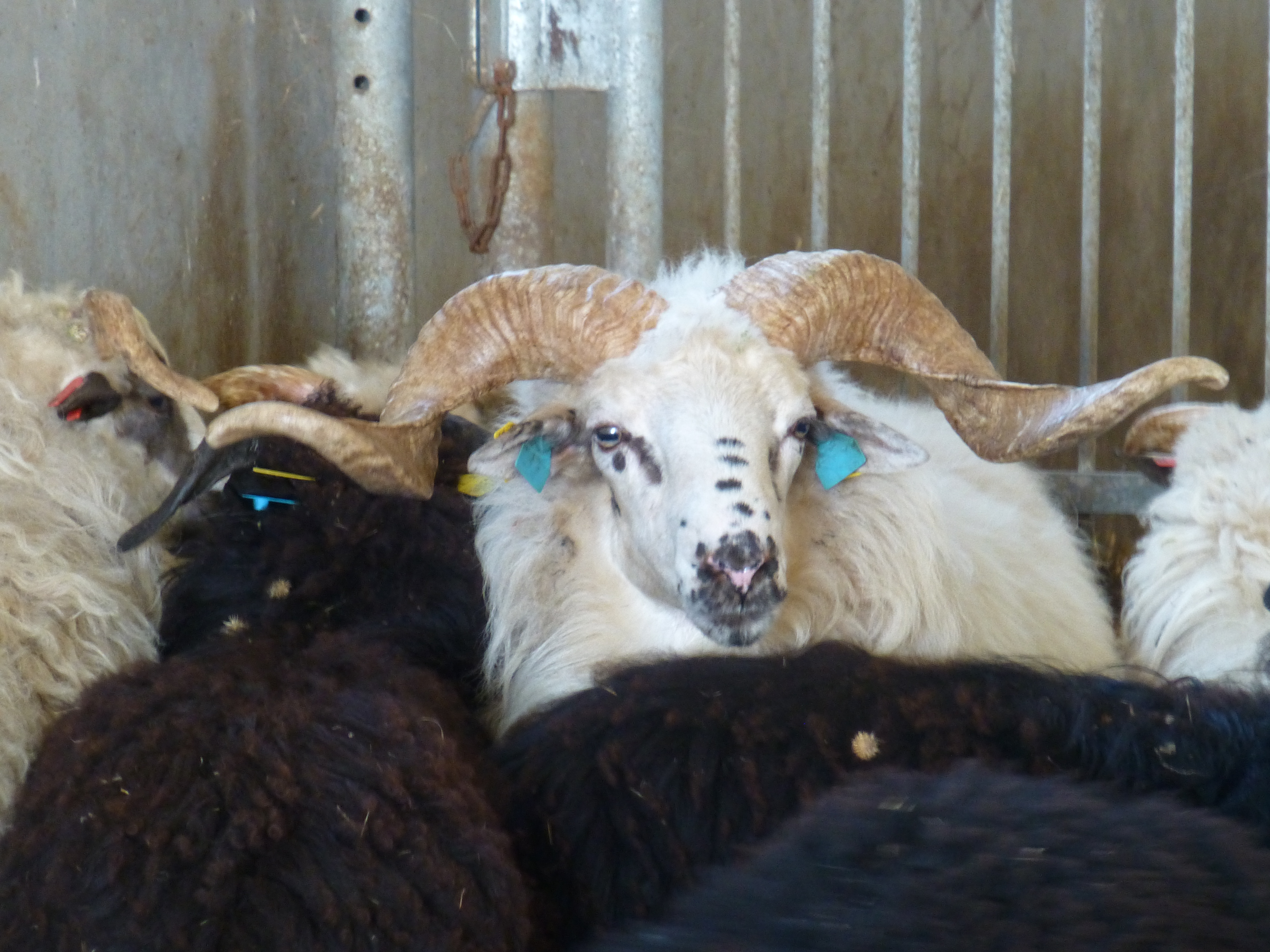 Native Wallachian sheep of Slovakia, photo found here