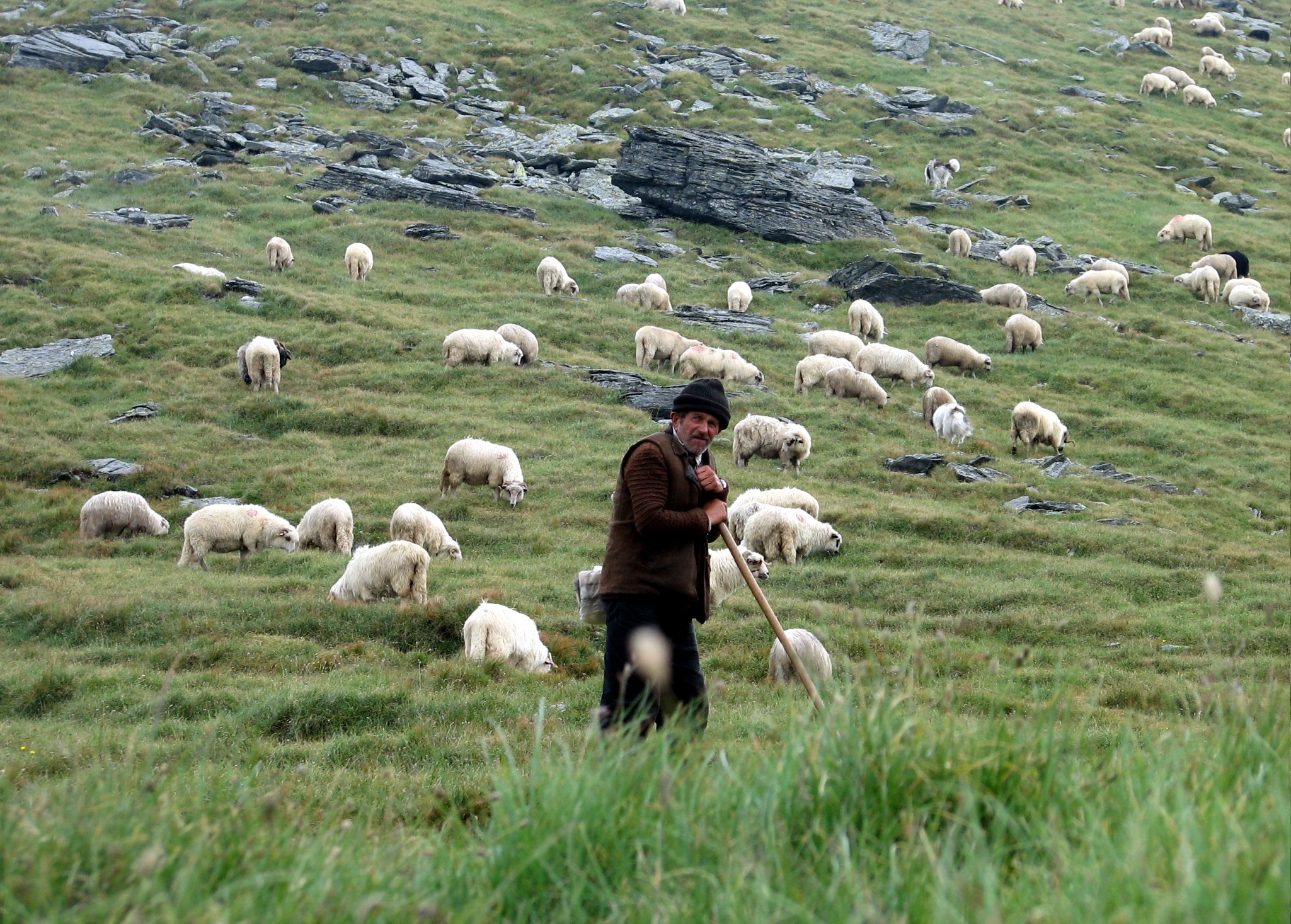 Shepherd in Făgăraş Mountains, Romania - photo found on Wiki Commons and attributable to friend of Darwinek