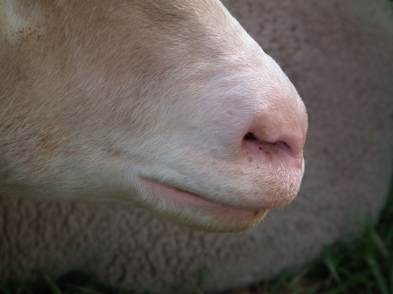 Beautiful Merinoschaf nose photo found on Wiki Commons, attributable to 4028mdk09