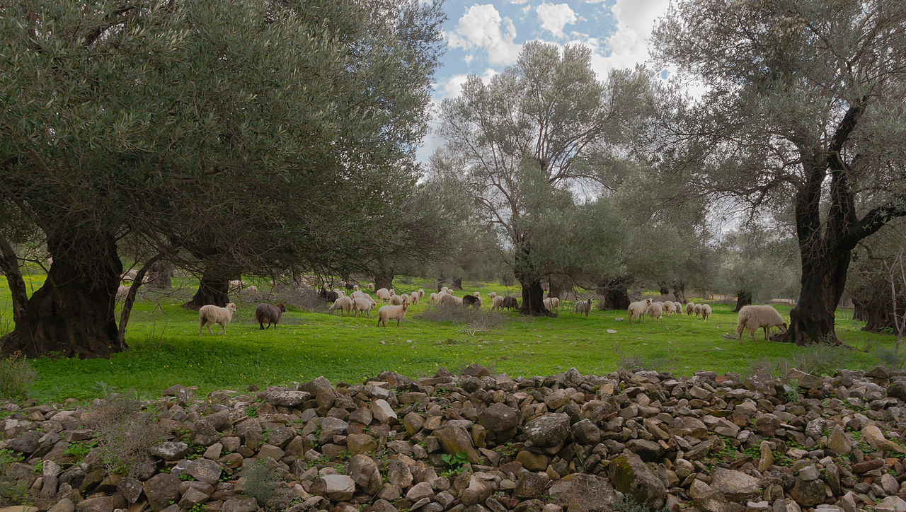 Sheep in Gortys, Crete, photographed by Jebulon and put into the public domain through Wiki Commons