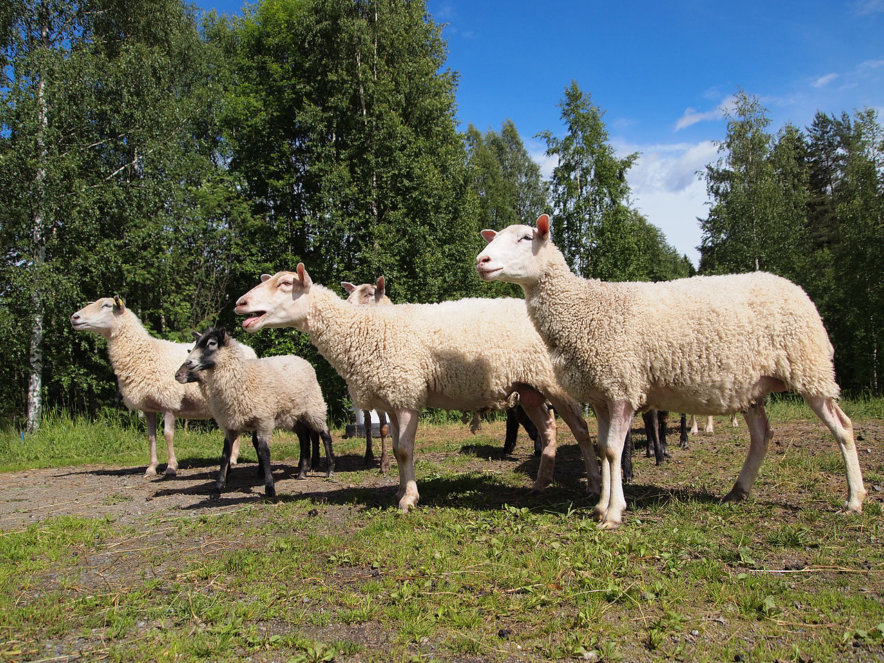 'Sheep in Pappilanvuori district, Jyväskylä' - photo found in Wiki Commons and attributable to Tiia Monto