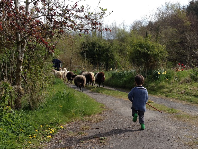 Herding sheep, photo © Caroline Walshe and used here with kind permission