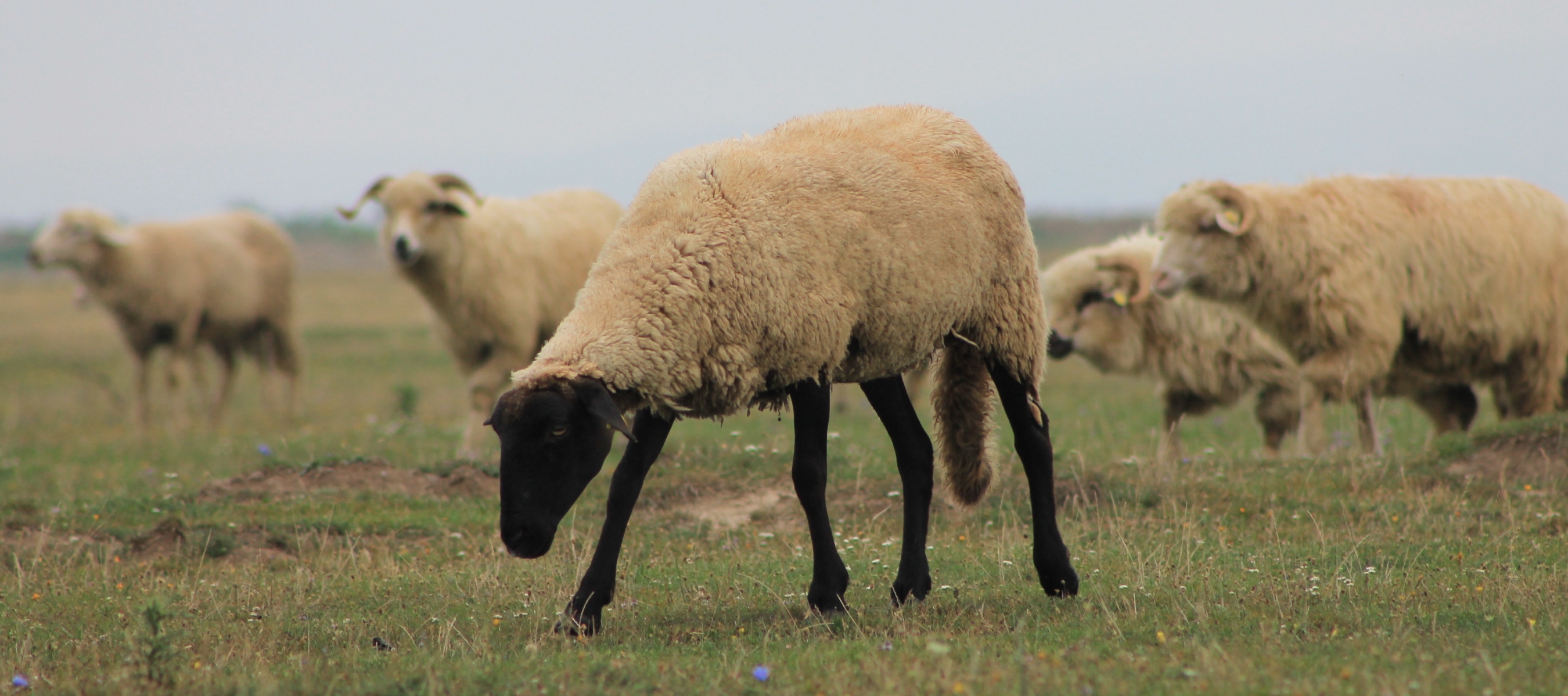 Romanian sheep - photo taken from the Moeke Yarns website here